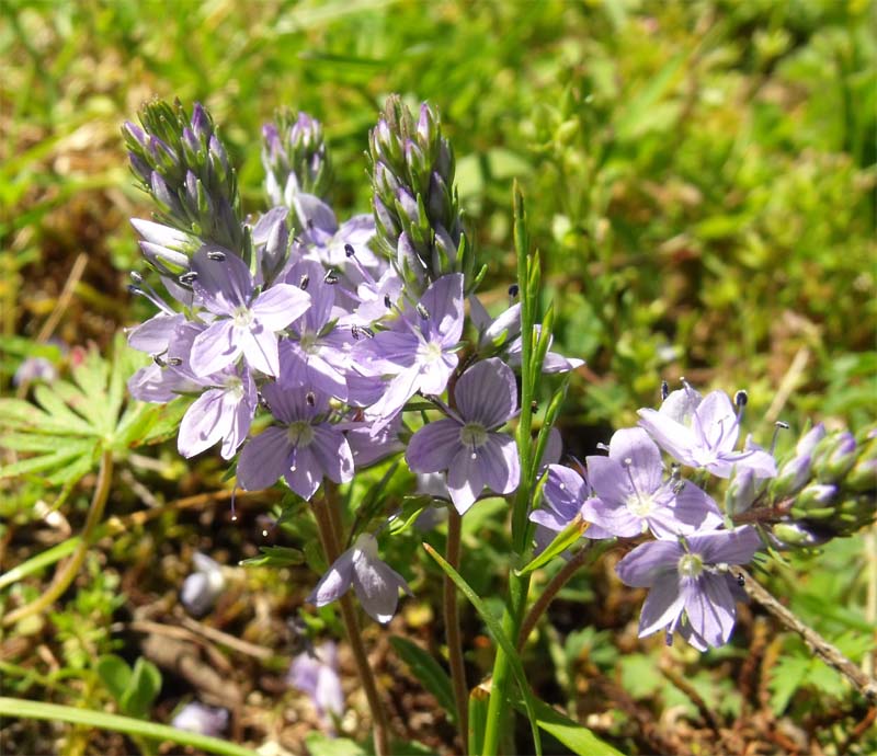 Veronica (?) da ID